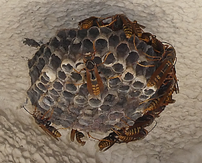 アシナガバチの巣(圧縮)