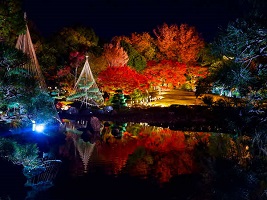 街フォト376-2025「夜のもみじ散歩」