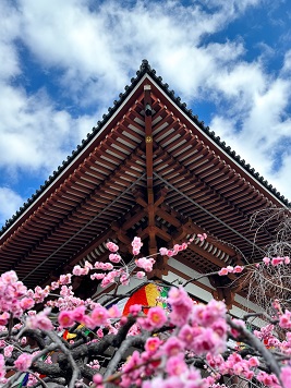 街フォト228-2025「梅と大師の春支度」