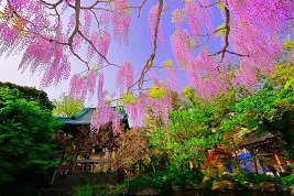 街フォト270-2025「藤の咲くころ」