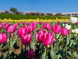街フォト321-2025「荒川のチューリップと桜」