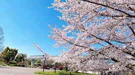 街フォト575-2026「桜と日暮里舎人ライナー」