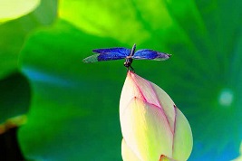街フォト551-2026「夏の青い天使」