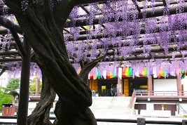 街フォト676-2026「樹齢700年とも・・・！」