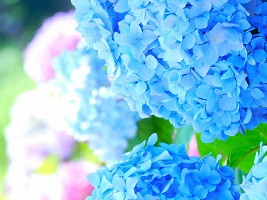 街フォト702-2026「紫陽花ロード」