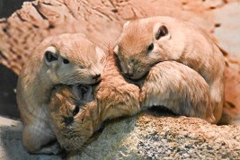 街フォト713-2026「むぎゅんディ」