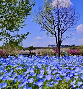 街フォト86-2025「舎人ライナー」