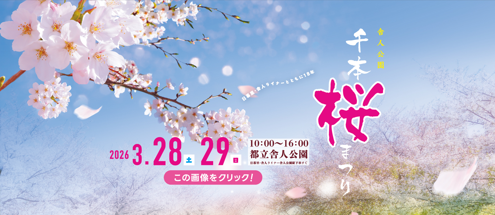 舎人公園 千本桜まつり 2026