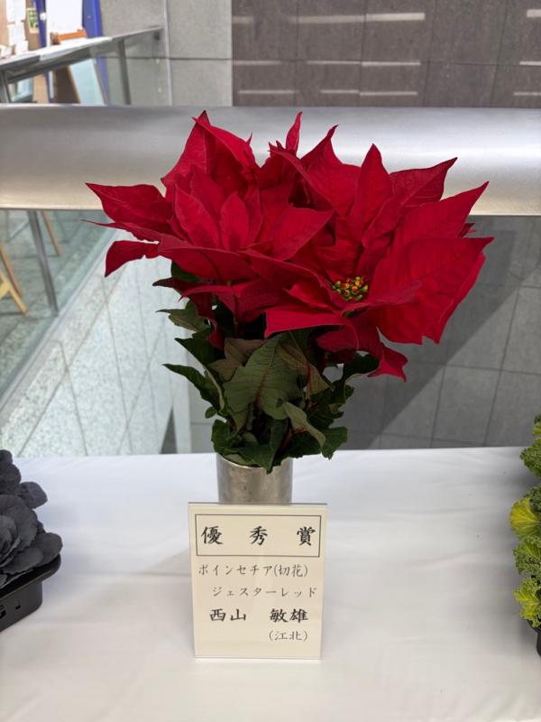 54冬 ポインセチア