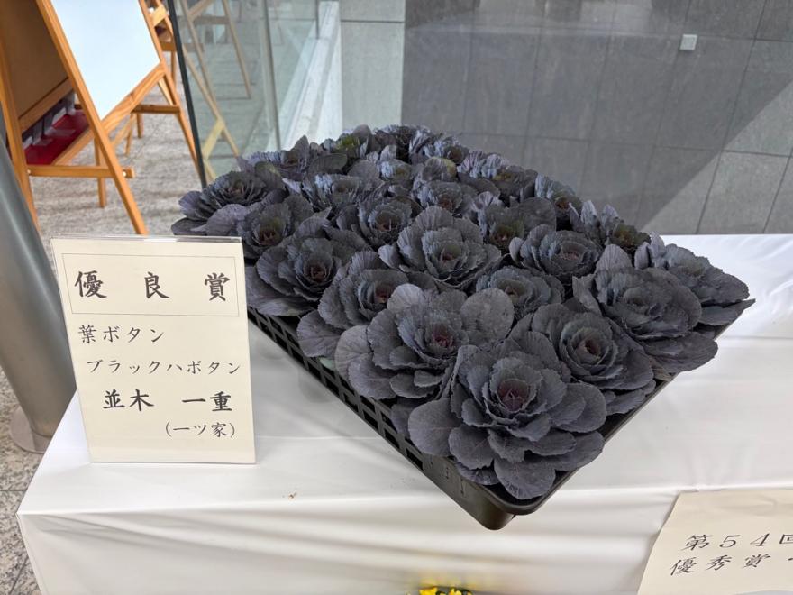 ブラックハボタン