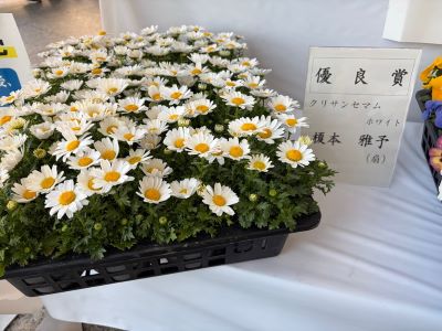 small-chrysanthemum-ENMT