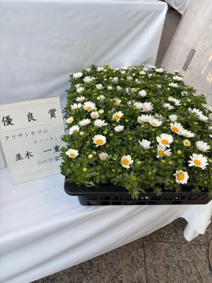 small-chrysanthemum-NMK