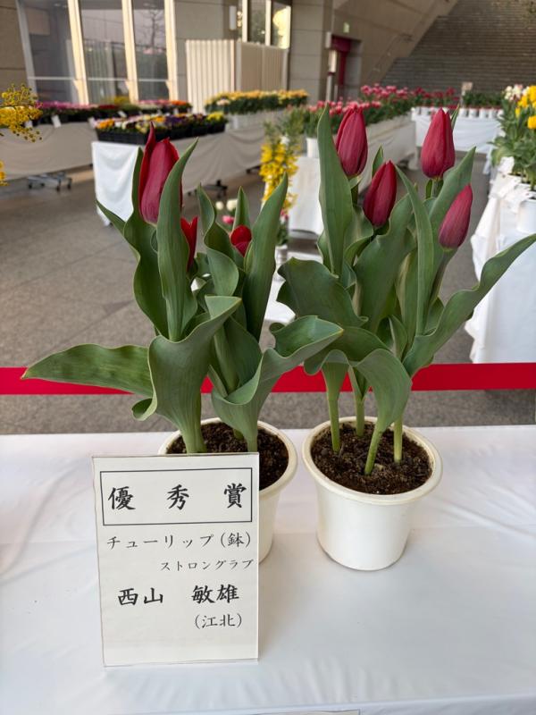 優秀賞　チューリップ
