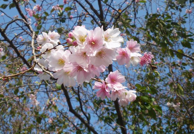 十月桜1