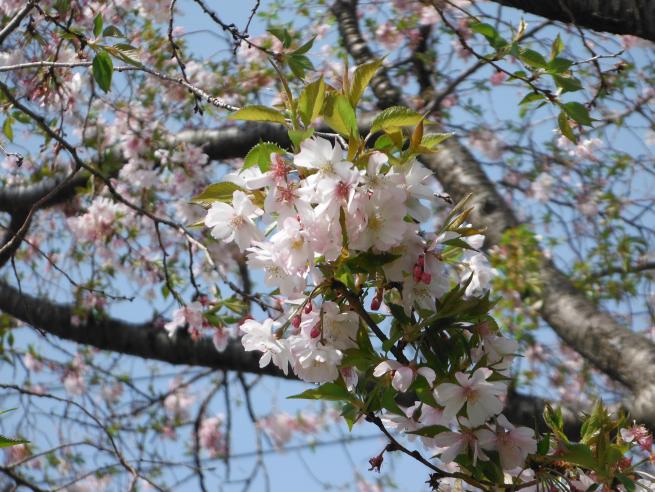 十月桜（アップ）