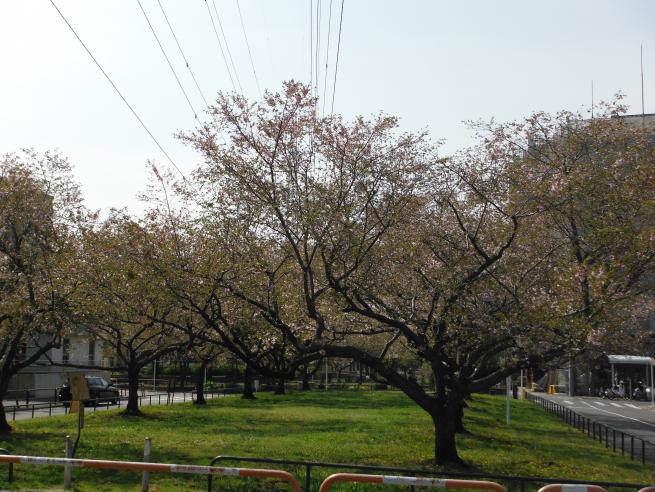 十月桜（全景）