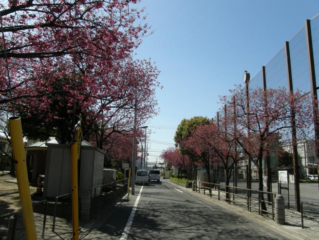 寒緋桜（全景）