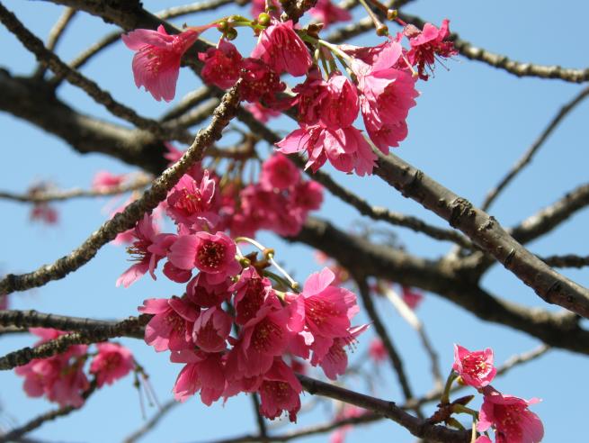 寒緋桜（アップ）