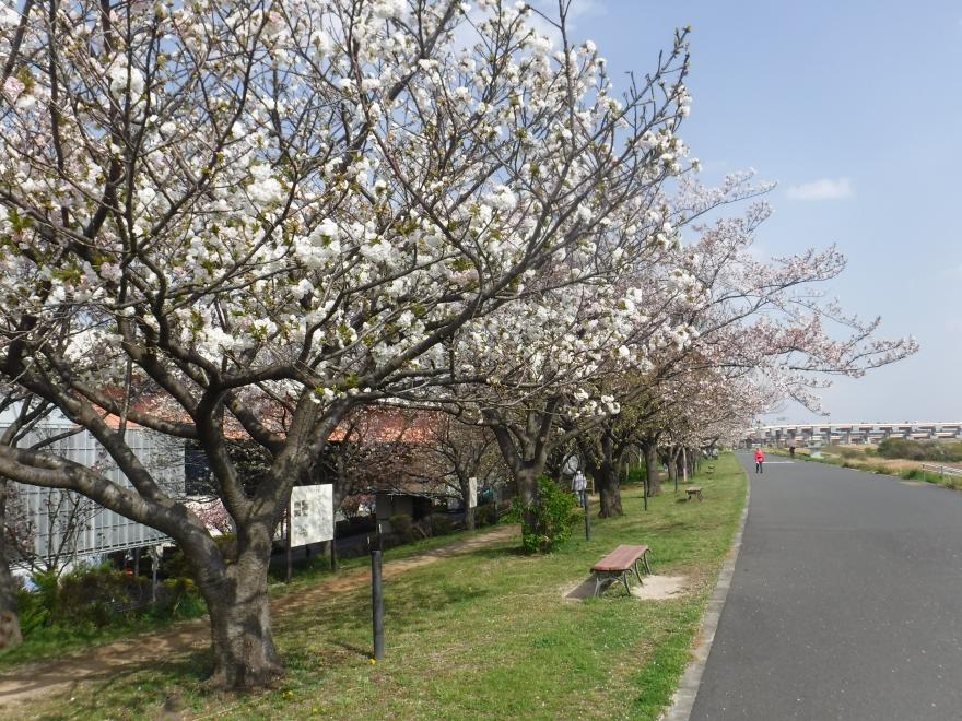 桜づつみ