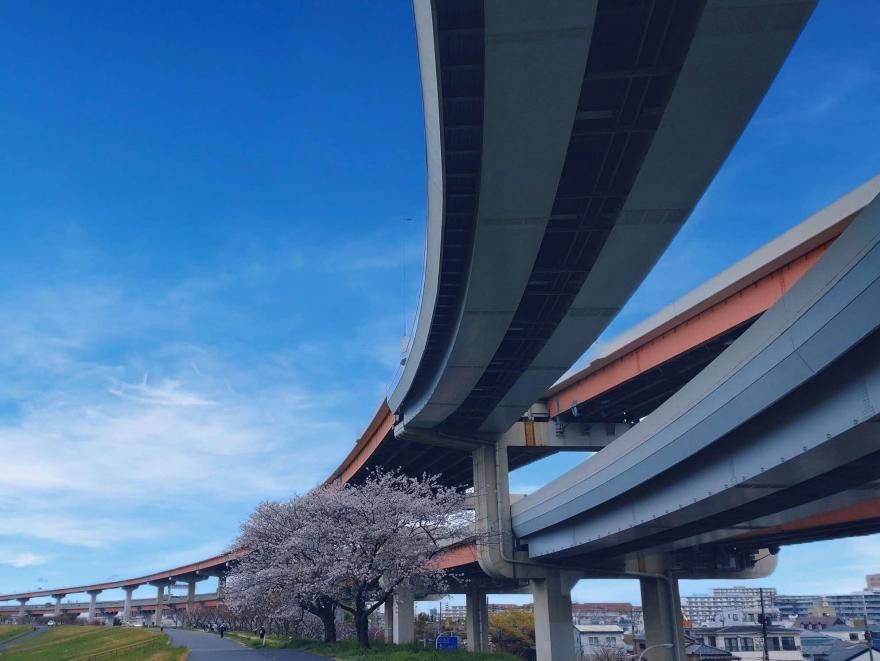 荒川土手の五色桜