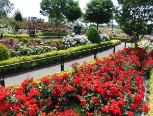 新田さくら公園バラ