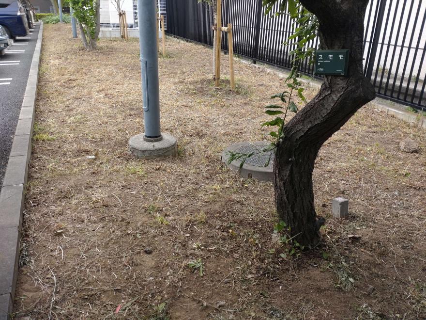 除草作業(施工後)