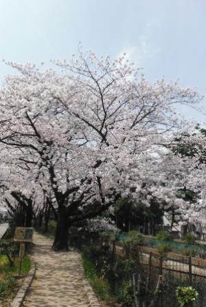 舎人緑道公園 足立区