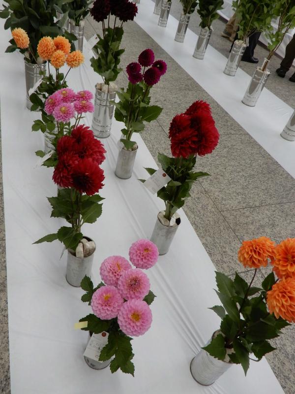 色鮮やかな花々