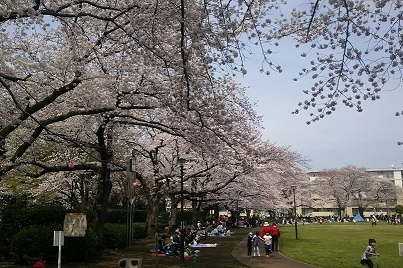 花畑公園の桜（春）