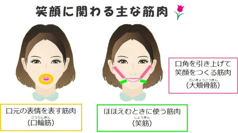 笑顔に関わる主な筋肉　口輪筋、笑筋、大頬骨筋