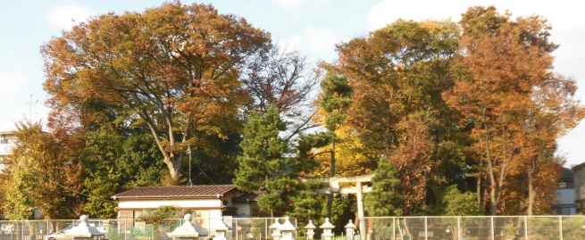 写真：入谷氷川神社の保存樹林