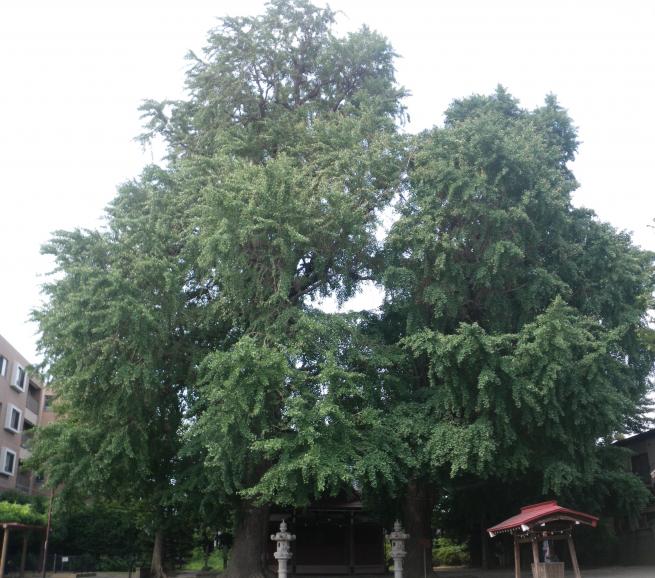 写真：興野神社の保存樹木（イチョウ）