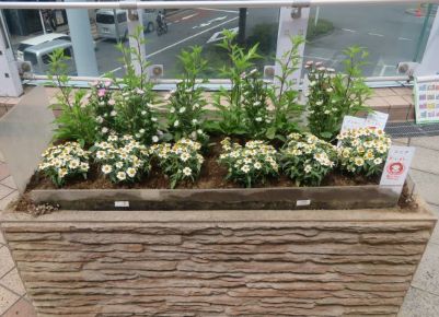 D花壇