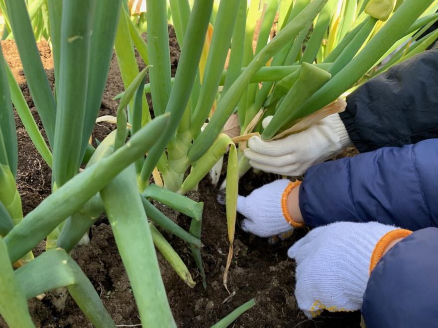 江戸東京伝統野菜 千住ネギ 栽培授業の取り組み 足立区