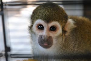 生物園のコモンリスザル「おせち」