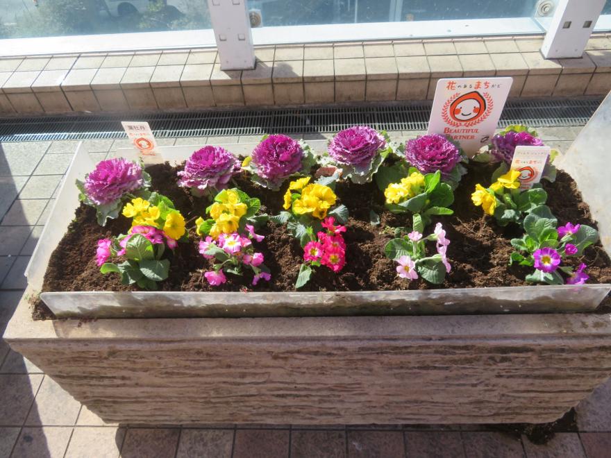 ハボタン　プリムラジュリアン