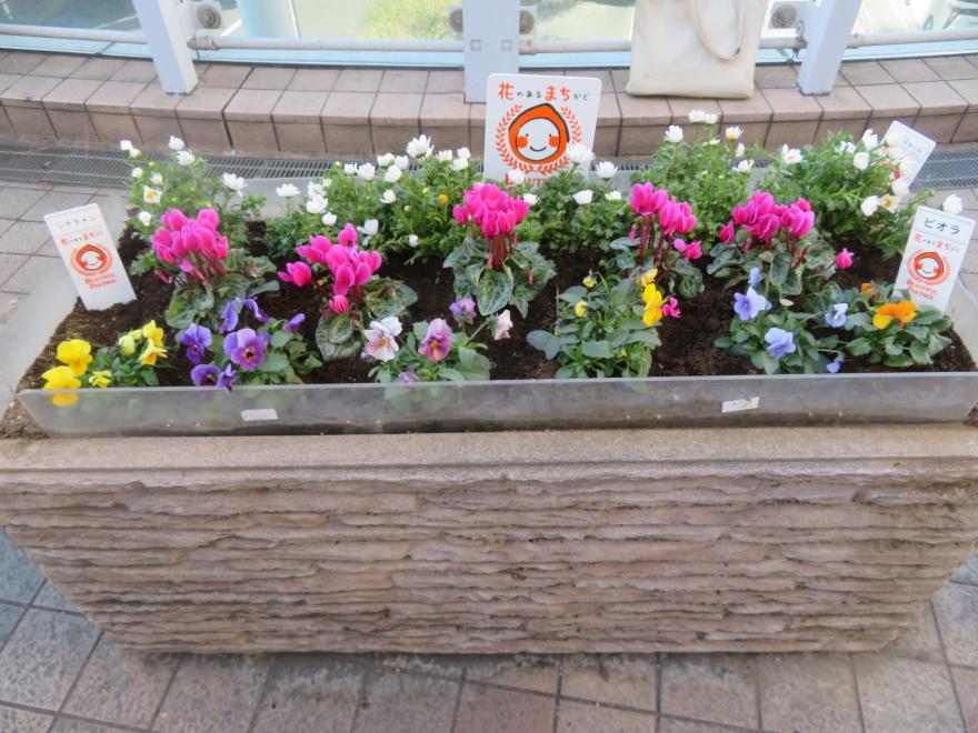 ビオラ、シクラメン、ノースポール