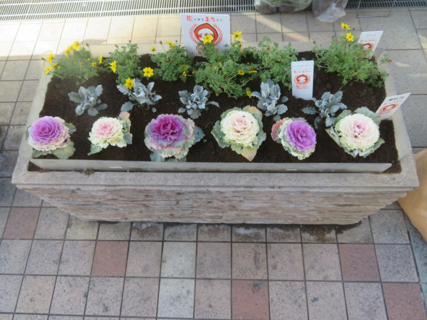 ハボタン、シロタエギク、ビデンス