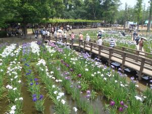 しょうぶまつり（2013年）の様子