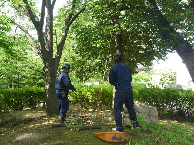 樹木管理の枝除去