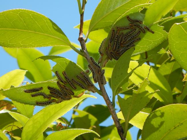 ツバキやサザンカにつく毛虫にご注意ください 足立区