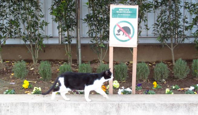 猫えさ禁止看板