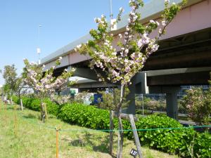 扇二丁目付近のオーナー桜の様子（平成28年4月撮影）