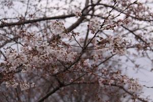 桜