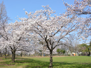 桜（元渕江公園）