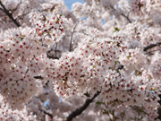 桜（都市農業公園）