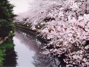 桜（舎人緑道公園）