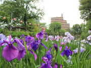 菖蒲1（菖蒲沼公園）