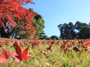 紅葉1（花畑記念庭園・桜花亭）