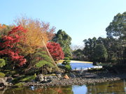 紅葉2（花畑記念庭園・桜花亭）